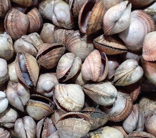 손질하기 전 새조개. 조개의 발 역할을 하는 부족이 새의 부리를 닮았다고 해서 새조개로 불린다.