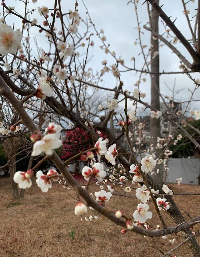 Plum blossoms in full bloom at the Seogwipo Weather Observatory in Jeju on Jan. 26. [SEOGWIPO WEATHER STATION FACEBOOK]