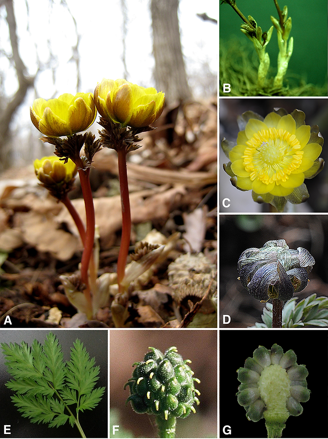 국립수목원에서 봄을 알린 자생 복수초 3종.
