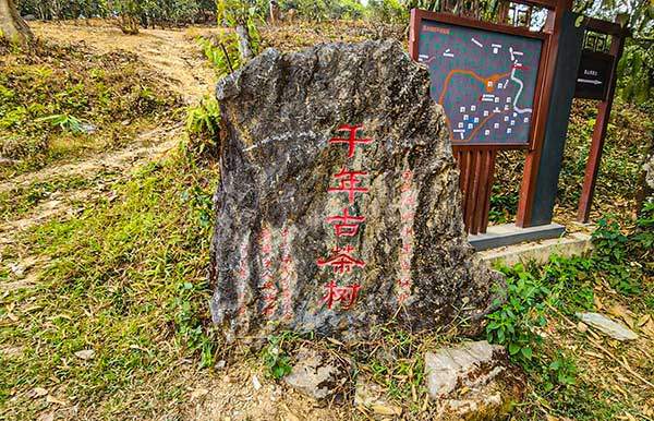 실제 수령은 800여 년이지만 천년고차수로 용인되는 표석.
