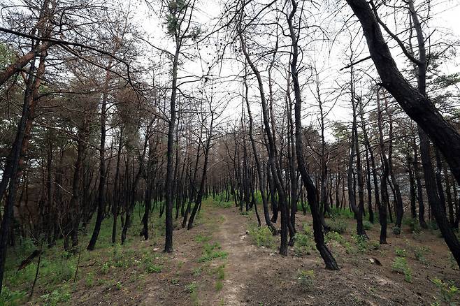 경북 산불이 끝난 지 5달이 지난 8월28일 경북 의성 운람사 뒷산의 모습. ‘능선부의 소나무숲 간벌지’가 새까많게 탔다. 정용일 선임기자 yongil@hani.co.kr