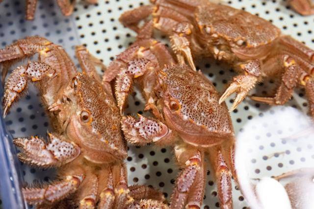 삿포로 중앙도매시장 장외시장의 수산물 매장 수조 속 털게.