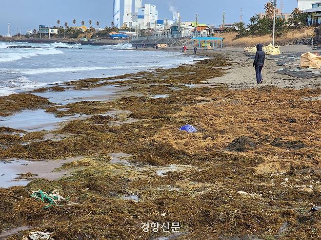 지난 6일 제주시 삼양해수욕장 모래사장에 쌓인 괭생이 모자반. 박미라 기자