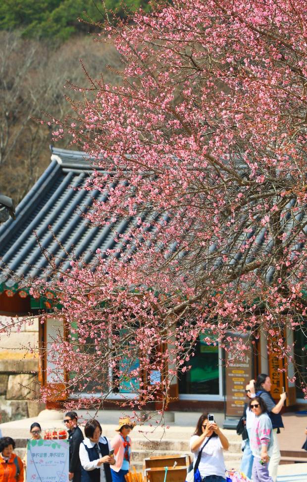 지난해 구례군 마산면 화엄사에 핀 홍매화. 올해 홍매화는 3월 14일께 필 것으로 구례군은 보고 있다.<구례군 제공>