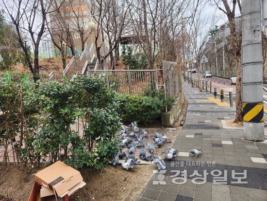 ▲ 25일 울산 울주군 구영리 일대. 시민이 비둘기 먹이를 주며 비둘기떼가 몰려있다.