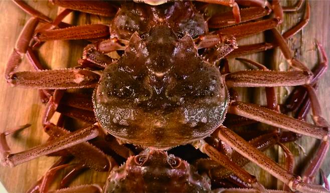 일본 홋카이도(북해도)산 대게.