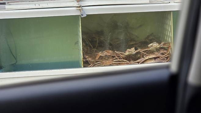 영덕군 축산면 한 대게 상가 수족관에 담겨있는 일본 홋카이도(북해도)산 대게. / 박윤식 기자