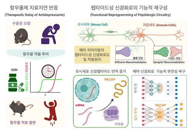 (항우울제 치료 지연) 약물 복용 직후 세로토닌은 증가하지만, 실제 치료 효과는 시간이 지난 뒤 나타남. (펩타이드성 신경회로 재구성) 그 사이 모시세포에서 PACAP 생성이 늘어나고, 이 신경펩타이드가 회로를 재편해 우울 증상 회복을 유도함. 연구팀 제공