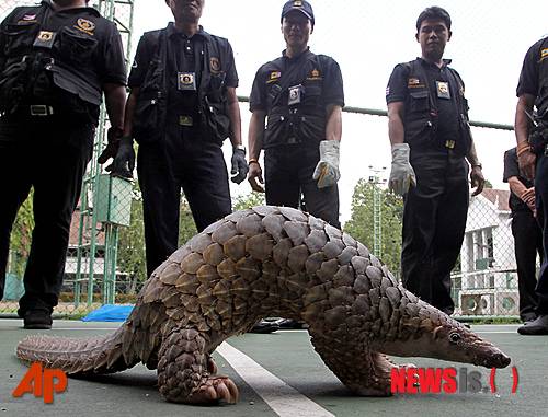 【방콕=AP/뉴시스】천산갑. 기사 내용 이해를 돕기 위한 사진. 2012.05.28.
