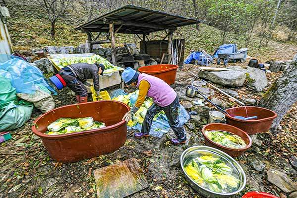 귀촌 초기, 직접 기른 무농약 배추가 너무 소중해서 산더미 같은 김장을 하다가 몸살이 났다. 지금은 20포기 남짓으로 줄였다.
