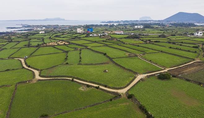 제주시 구좌읍 월동채소 농경지. 제주특별자치도는 2025년산 월동채소 가격 안정을 위해 제주형 자조금 79억3400만원을 조기 투입했다. /사진=뉴시스