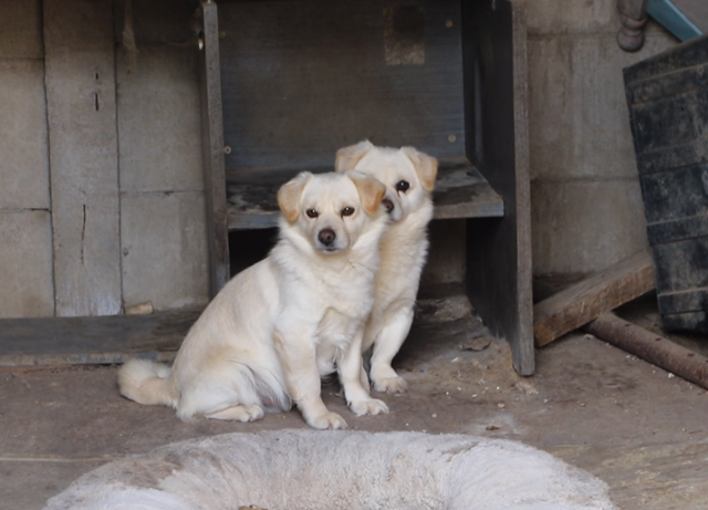 지난 2023년 3월, 강원 원주시의 한 주택에서 발견된 짝쿵이와 쿵짝이의 모습. 동물자유연대 제공