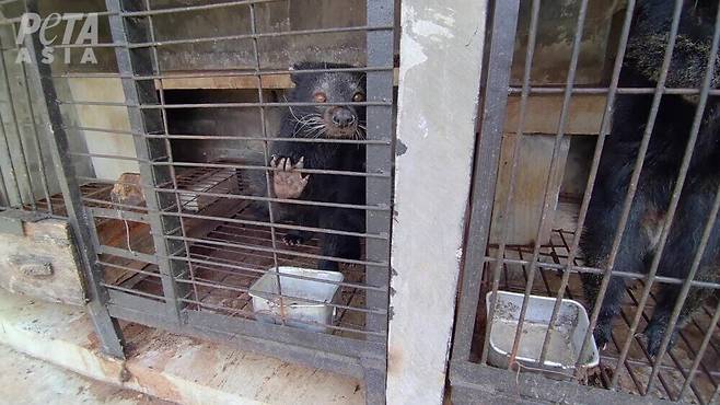 인도네시아 루왁커피 농장에서 발견된 사향고양이.[PETA 홈페이지 갈무리]