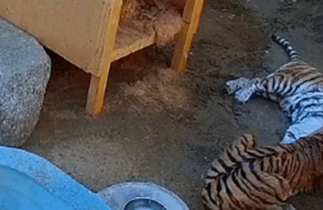 서울대공원 맹수사 A동 내부 방사장에서 미호와 금강이 싸움을 벌이는 모습. 이영실 더불어민주당 서울시의원 제공