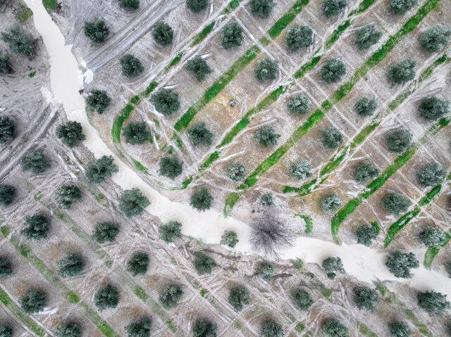 7일 폭풍 ‘마르타’의 폭우로 침수된 스페인 코르도바 외곽 올리브농장의 모습. 로이터연합뉴스