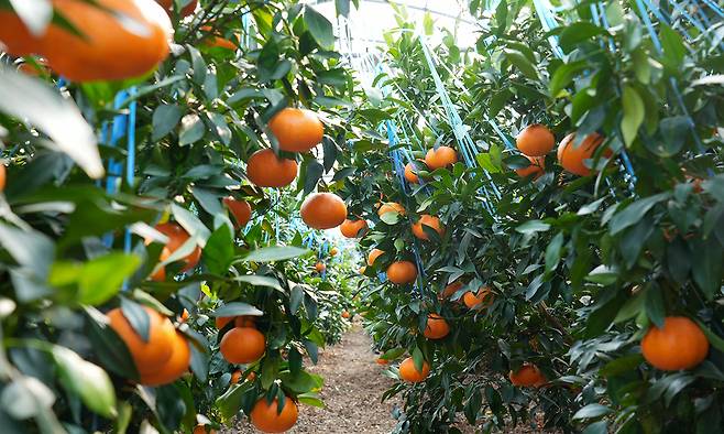 제주산 만감류 레드향 열매가 달린 모습. 제주도 제공