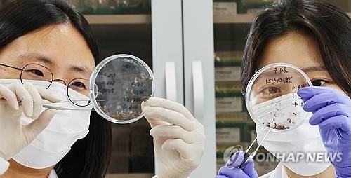 말라리아 모기 분류작업  기사 내용과 직접 관련 없음. [연합뉴스 자료사진]