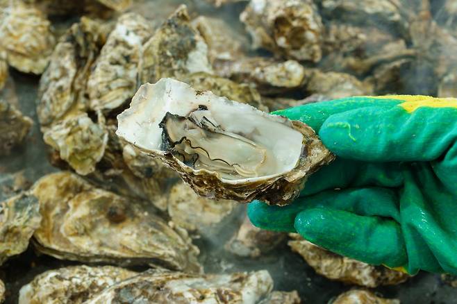 장흥 굴구이.  GNC21 제공