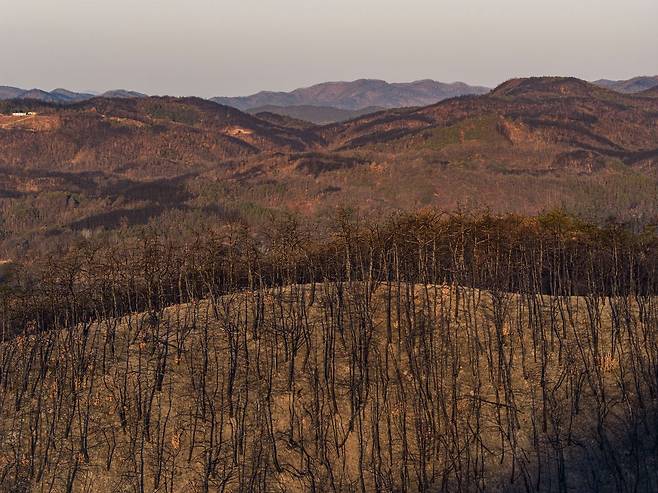 지난 23일 드론으로 촬영한 경북 의성군 산림 지역. 대형 산불 발생 1년 후에도 화마의 상흔이 곳곳에 남아 있다. 김정훈 기자