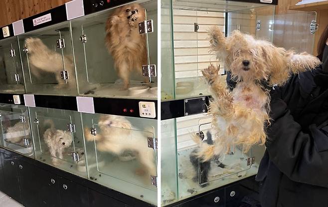 지난달 3일 동물구조단체 유엄빠는 폐업한 펫숍에 15개월간 방치된 개 15마리를 구조했다. 업주는 경영난을 이유로 개들을 두고 잠적했다. 남겨진 개들은 이웃 주민들이 급여한 사료를 먹으며 연명했다. 동물구조단체 유엄빠 제공