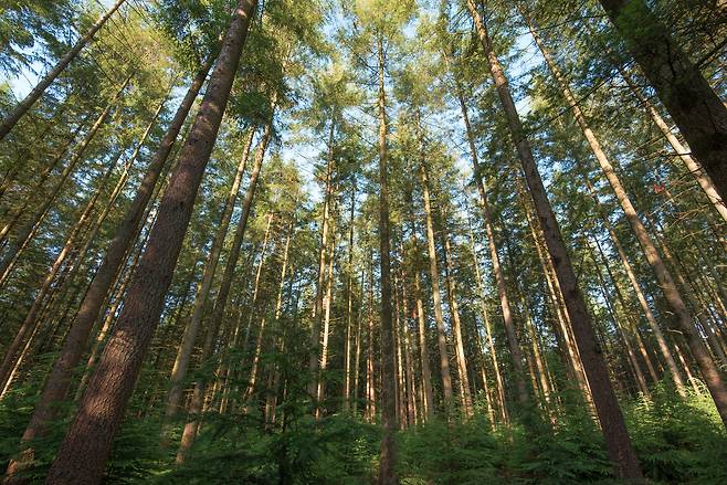 숲.[게티이미지뱅크]