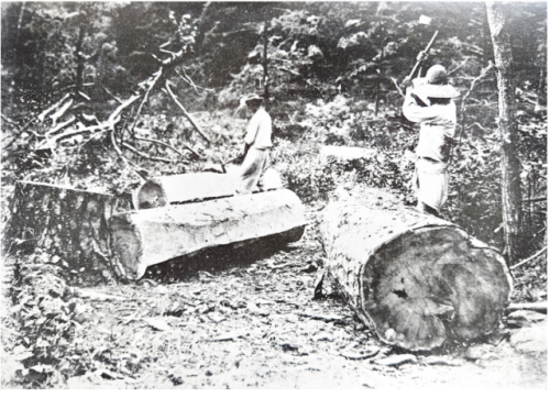 ◇환경단체 녹색연합은 1931년 3월1일 작성된 도쿄제국대학 부속 조선강원도연습림의 보고서 원본을 입수해 공개했다. 보고서에는 일제가 1913년부터 30년 이상 금강산·설악산 중간지대와 삼척 응봉산, 태백산 일대 등 백두대간 곳곳에서 금강소나무 원시림을 대규모로 벌목했다는 구체적인 기록이 있다.