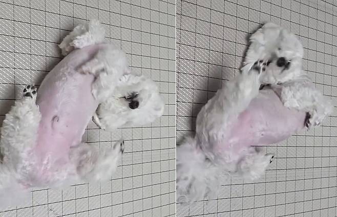 박수 치자 누워서 춤추는 강아지 '또아'(인스타그램 ko_ppottoa 제공) ⓒ 뉴스1