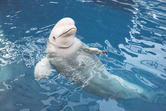 벨루가. 게티이미지뱅크 제공