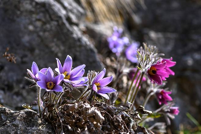 백두대간 동강 할미꽃은 캐나다 로키의 할미꽃 보다 훨씬 아름답다.
