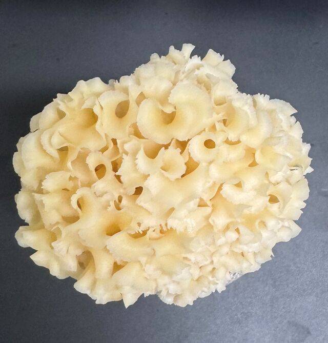 꽃송이버섯 유래 저분자 천연물질이 지방세포 형성을 초기 단계부터 차단하는 것으로 나타났다. 국립산림과학원