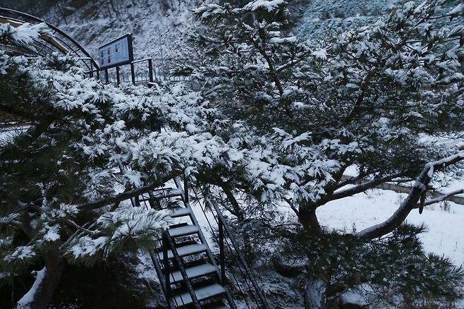 지난달 14일 강원도 인제군 북면 용대리 인공폭포 매바위 인근 소나무에 눈이 쌓여있는 모습. 뉴시스