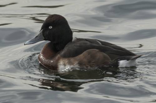 지난달 6일 인천 굴포천에서 관찰된 멸종위기종 조류 붉은가슴흰죽지 [한국야생조류보호협회 제공. 재판매 및 DB 금지]