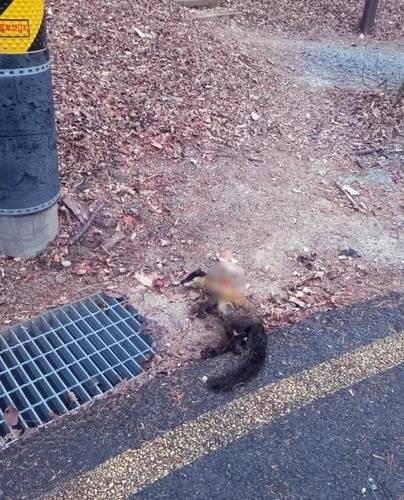 지난해 12월 23일 대전 보문산 산책로에서 발견된 노란목도리담비 사체 [독자 제공. 재판매 및 DB 금지]