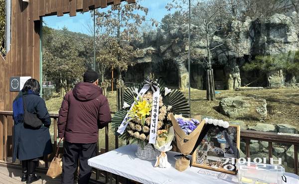 과천시 서울대공원에서 지내던 시베리아 호랑이 ‘미호(암컷·13)’가 지난 18일 다른 개체의 공격을 받아 숨진 가운데, 미호가 생활하던 방사장 앞에 추모 공간이 마련돼 있다. 2026.2.23 /목은수기자 wood@kyeongin.com