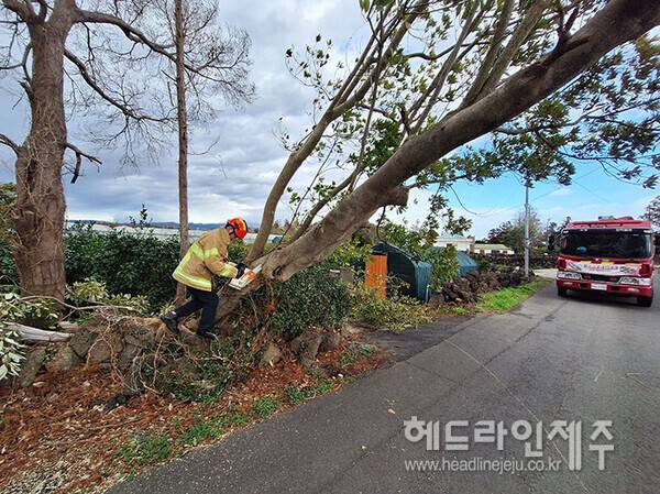 강풍에 나무가 쓰러졌다는 신고가 접수돼 소방당국이 조치하고 있다 (사진=제주소방안전본부)