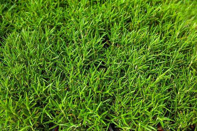 로즈메리는 항염 및 항산화 효과가 뛰어나다. /클립아트코리아