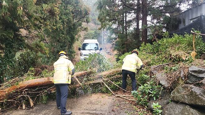 제주시 조천읍의 한 도로에 쓰러진 나무. 제주도소방안전본부 제공