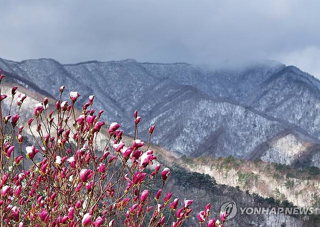 묘한 계절의 조화 (양양=연합뉴스) 양지웅 기자 = 전국 곳곳에 연일 봄눈이 내린 14일 강원 양양군 구룡령 옛길의 눈 쌓인 자목련 너머로 백두대간 설경이 펼쳐지고 있다. 2025.4.14 yangdoo@yna.co.kr