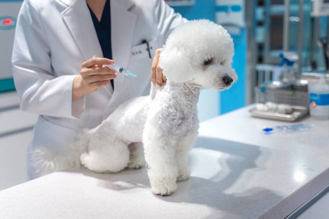 '우리동네 동물병원' 반려동물 진료 [서울시 제공. 재판매 및 DB 금지]