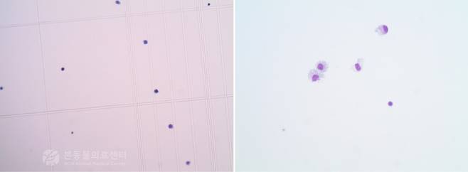 뇌척수액 검사 결과 유핵세포 수가 증가된 모습(왼쪽)과 유핵세포 대부분이 단핵세포로 구성돼 있는 모습. 이는 비감염성 염증성 질환에서 흔히 보이는 패턴이다(본동물의료센터 제공). ⓒ 뉴스1