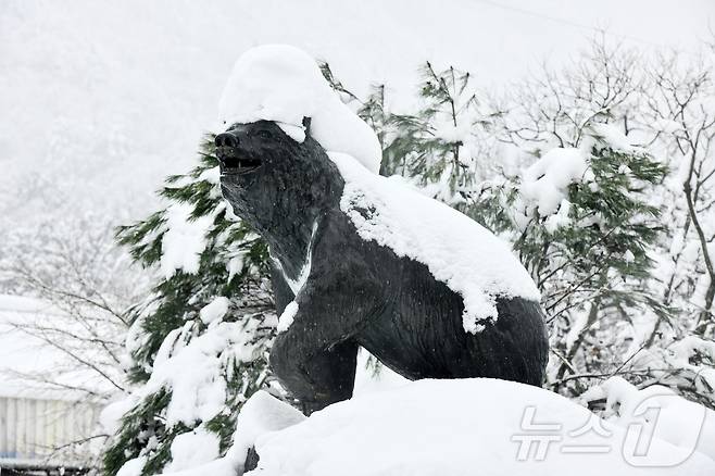 폭설이 내린 3일 강원 속초시 설악산국립공원 소공원의 반달곰상 머리에 눈이 쌓여 있는 모습이 이채롭다.(속초시 제공, 재판매 및 DB 금지) 2026.3.3
