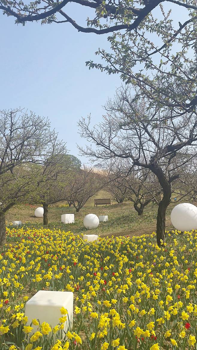 에버랜드 매화원 튤립의 모습/이준규 에버랜드 식물콘텐츠그룹장 제공