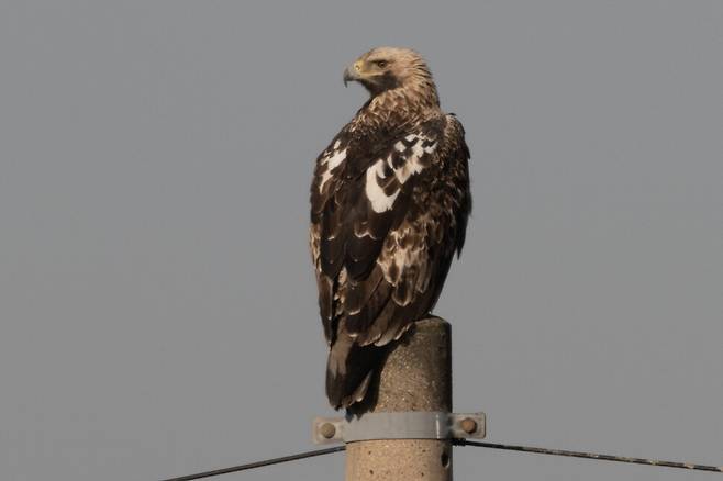 2023년 2월, 6년 차 흰죽지수리의 어깨 흰 반점이 폭넓게 형성되어 뚜렷하게 확인된다.