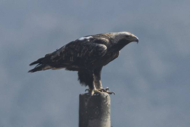 지난 2월, 해가 갈수록 흰죽지수리의 노련함과 여유, 늠름한 자태가 더욱 돋보인다.