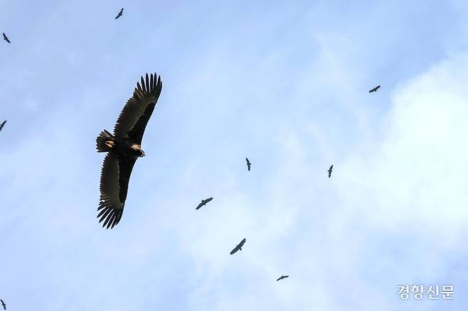 독수리들이 먹이를 먹기 전 하늘을 활공하고 있다.