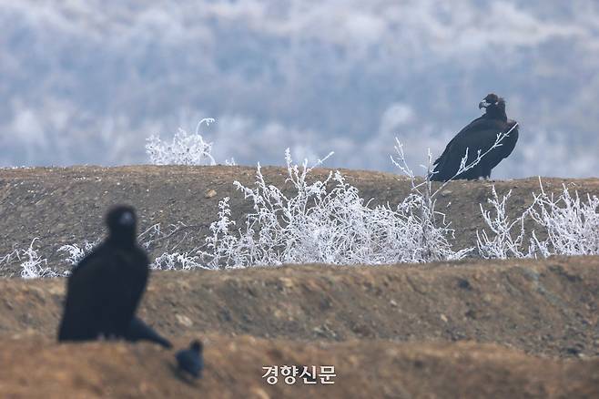 서리가 내린 지난달 12일 독수리들이 먹이를 먹지 않고 있다.