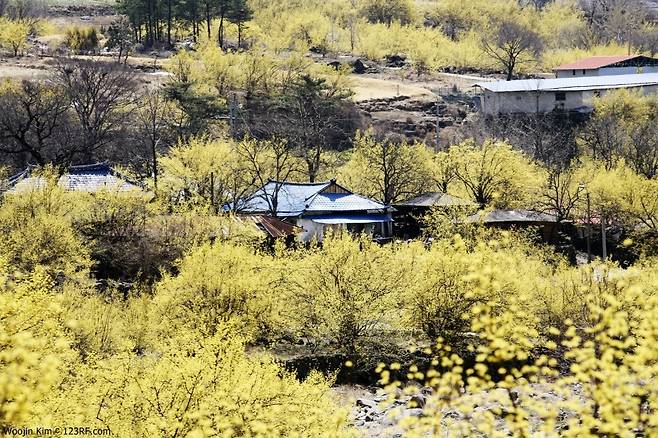 구례의 봄꽃 향연은 산수유 다음 벚꽃이 이어간다.