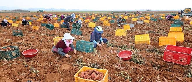 인천 강화군 한 밭에서 농민들이 고구마를 수확하고 있다.[연합]