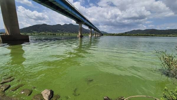 지난해 여름 창원시 의창구 동읍 본포교 아래 낙동강이 녹조로 뒤덮여 있는 모습. /경남도민일보 DB