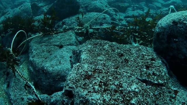 해조류가 거의 사라진 채 로프만 덩그러니 남아 있는 모습.